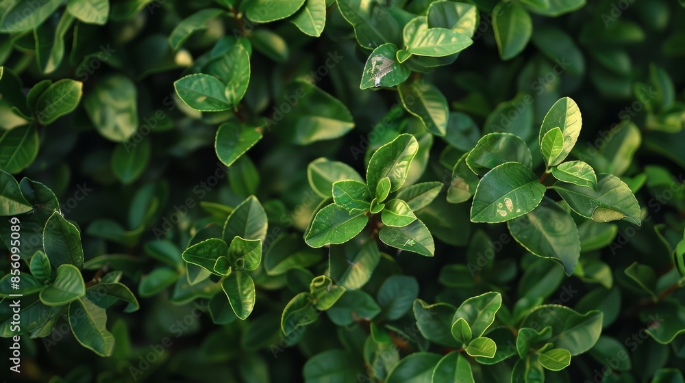 Close-up of fresh green leaves in a bush, nature and freshness concept Close-up of fresh green leaves in a bush, nature and freshness concept