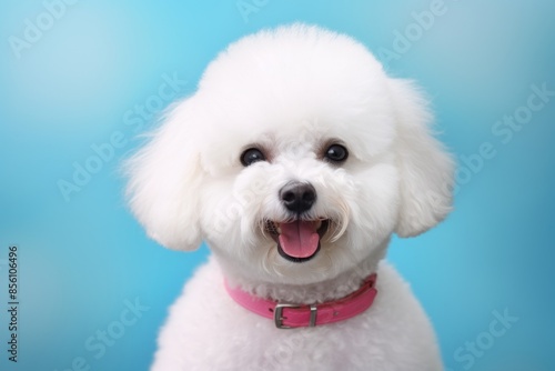 Portrait of a cute bichon frise isolated on pastel or soft colors background © Markus Schröder