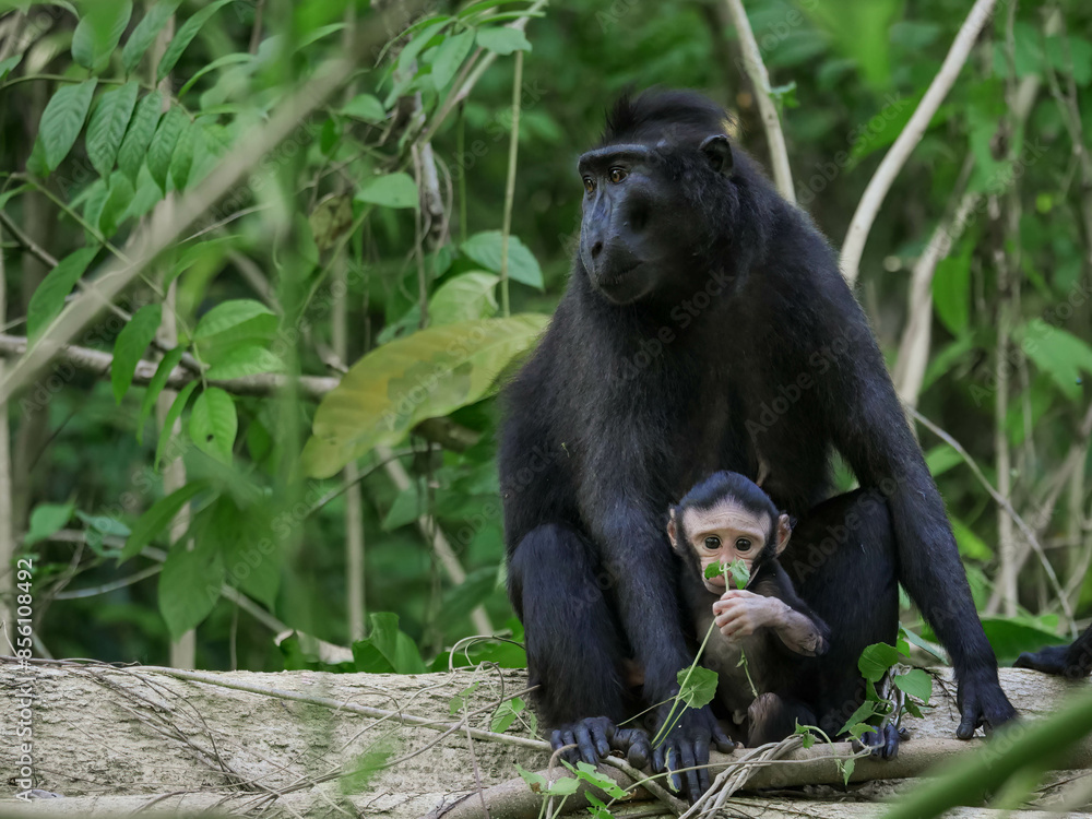 Fototapeta premium macaque crêté