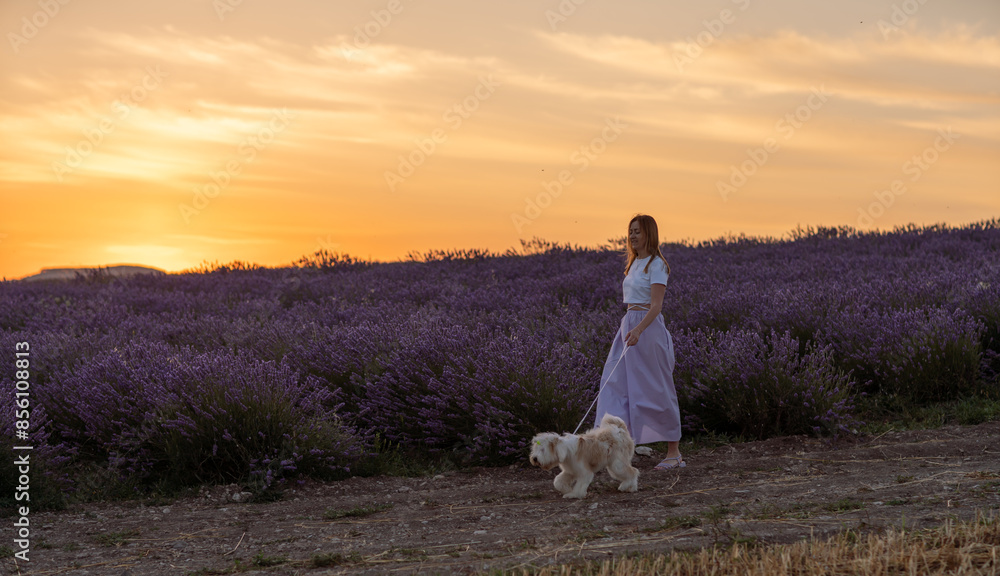 Obraz premium A woman and her dog are walking through a field of lavender