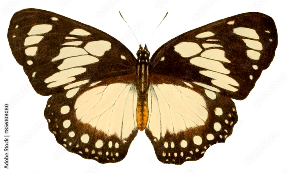 Fototapeta premium Vintage Illustration Of A Butterfly With Transparent Background, Colorful Butterfly With Open Wings, Macro