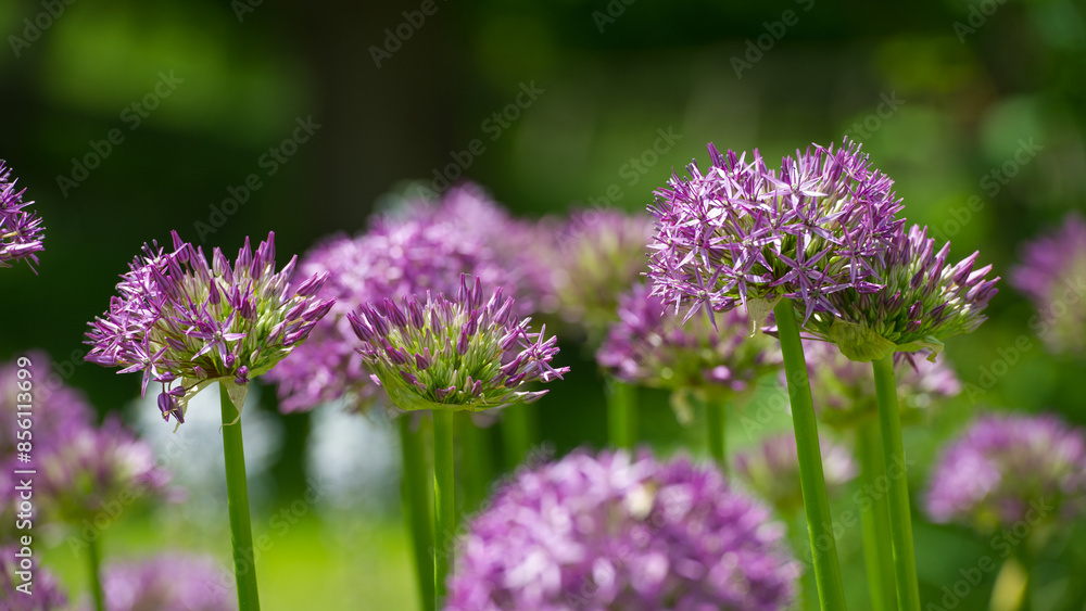 Lilac flowers Allium are on the background of green grass. Lilac flowers Allium are on the background of green grass.