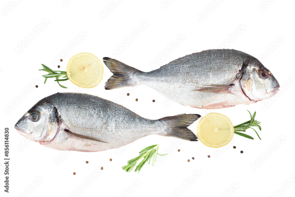 On white background two dorado fish, lemon circles with rosemary sprigs and peppercorns. On white background two dorado fish, lemon circles with rosemary sprigs and peppercorns.