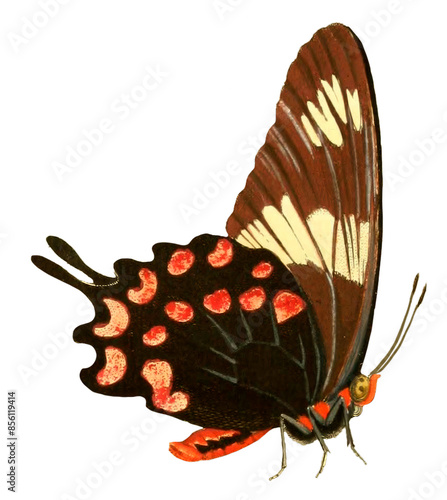 Vintage Illustration Of A Butterfly With Transparent Background, Colorful Butterfly Flying, Macro