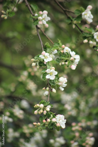 White flowers and pink buds of an apple tree on the background of a spring garden. Vertical frame. High quality photo