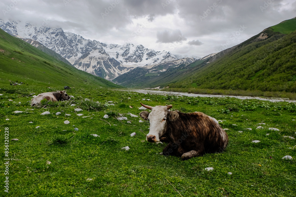 cows in the mountains