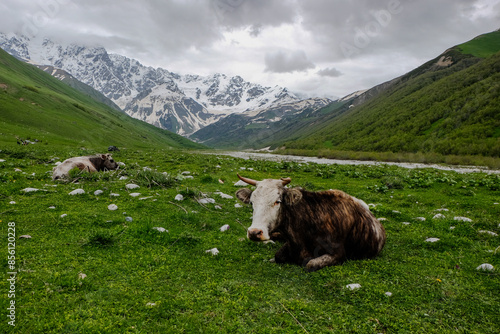 Obraz na płótnie cows in the mountains w salonie