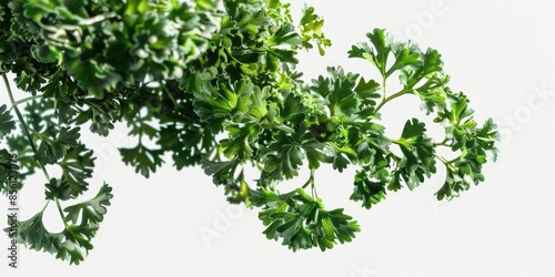 A detailed view of a cluster of green leaves