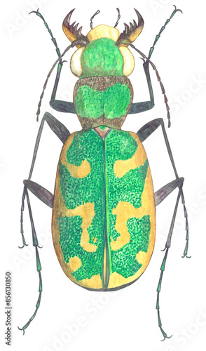 Green Cicindelidae beetle with wings illustration isolated. Cephalota besseri. Hand-drawn watercolor bug. Cicindelidae. Beetle Carabidae collection. Insect photo