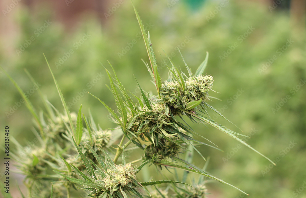 Green Marijuana tree or cannabis plant growing in the field Green Marijuana tree or cannabis plant growing in the field