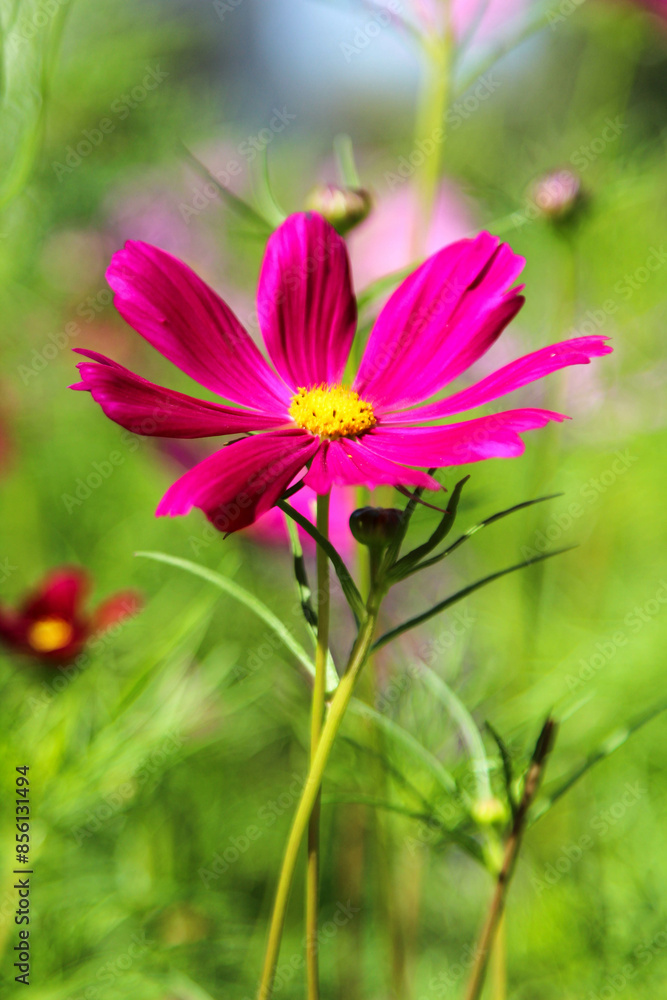 Obraz premium Purple blooming cosmos flower in the nature garden