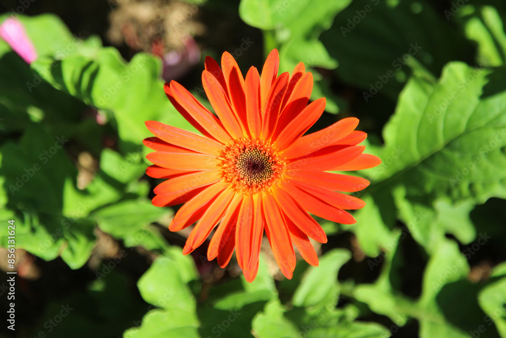Orange gerbera flower in the nature garden Orange gerbera flower in the nature garden