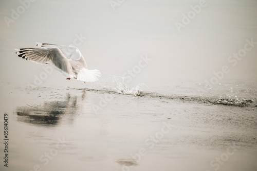 Seagull landing on the water open sea with splashes 