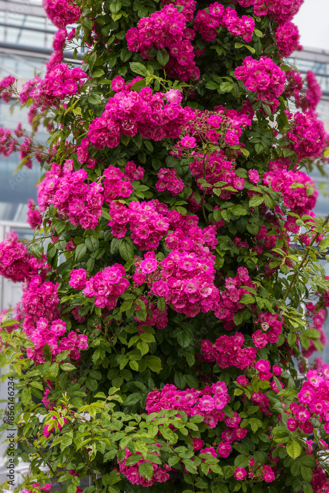 Climbing rose Mrs. F. W. Flight. Exquisite selected varieties of roses. Vertical photo Climbing rose Mrs. F. W. Flight. Exquisite selected varieties of roses. Vertical photo