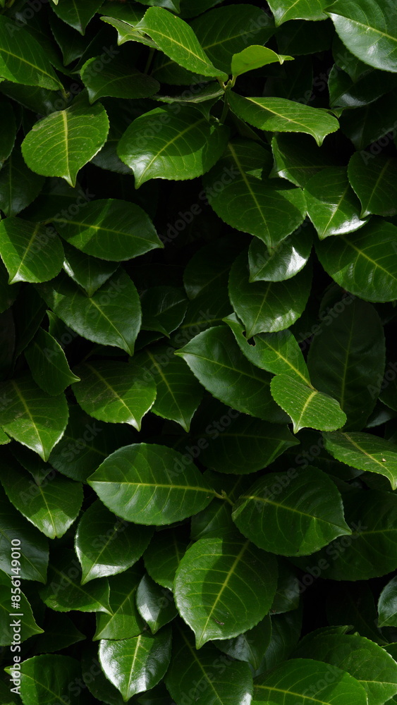 green leaves background green leaves background
