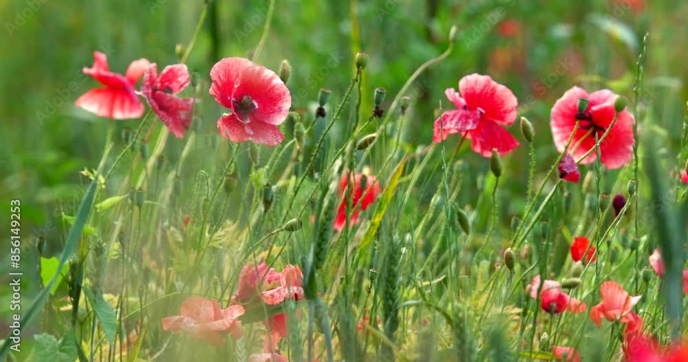 Still shot of red poppies on a field during summer. Field of depth of red poppy fields Still shot of red poppies on a field during summer. Field of depth of red poppy fields
