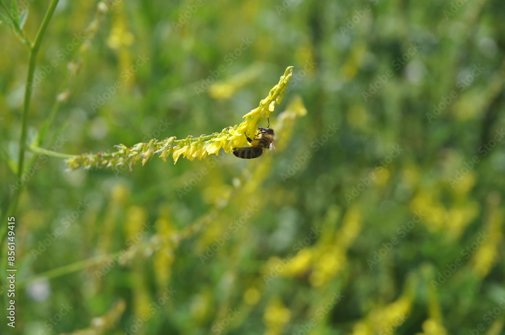 Blume, Gelb, Hintergrund, Biene, Grün, Wiese, Licht, Insekt, Sommer, Blühen, Garten, Blühen, Natur, Blatt, Wildblume Blume, Gelb, Hintergrund, Biene, Grün, Wiese, Licht, Insekt, Sommer, Blühen, Garten, Blühen, Natur, Blatt, Wildblume