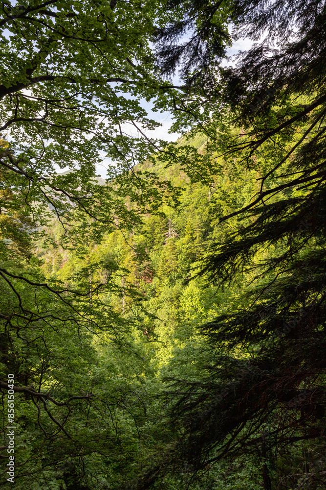 Fototapeta premium Bois du chapitre