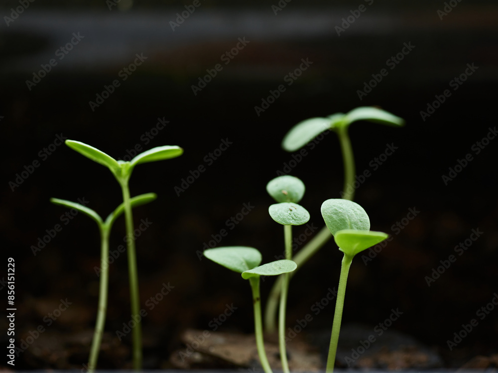 Organic Homegrown Zinnia Sprouts Growing in Garden Organic Homegrown Zinnia Sprouts Growing in Garden