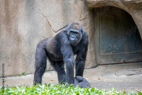 Portrait of a gorilla in the zoo