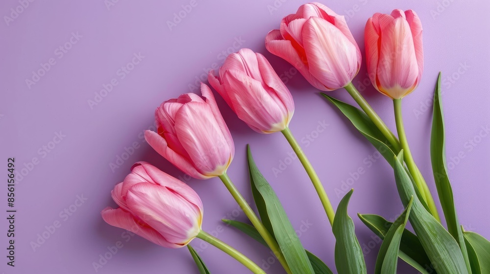 Pink tulips on violet background for Women s day card Text space Pink tulips on violet background for Women s day card Text space