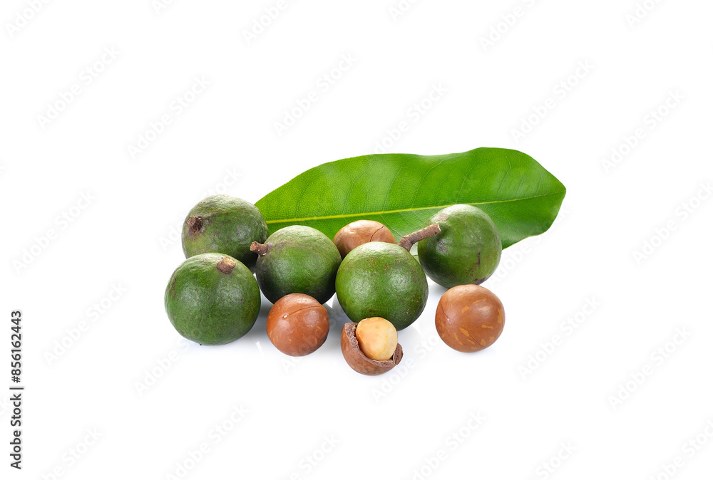 macadamia nuts on transparent png macadamia nuts on transparent png
