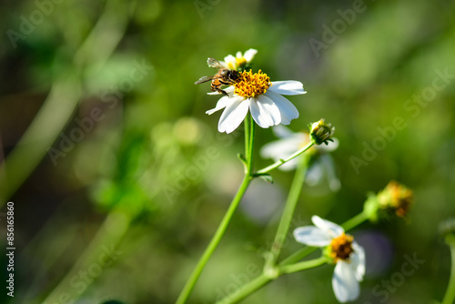 daisy flower © Siri.P