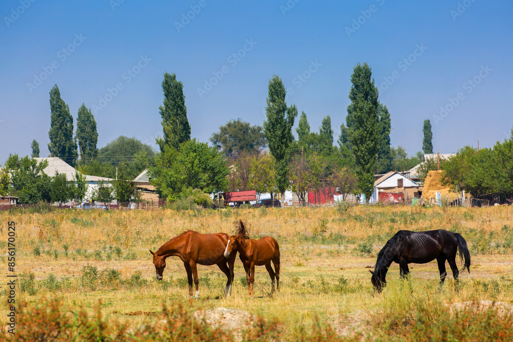 Obraz premium A herd of horses graze in the meadow in summer, eat grass, walk and frolic. Pregnant horses and foals, livestock breeding concept.