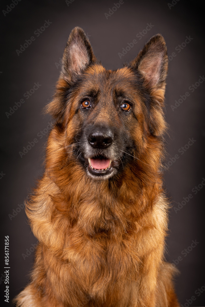 Head shot portrait of a beautiful german shepherd on a dark grey background Head shot portrait of a beautiful german shepherd on a dark grey background