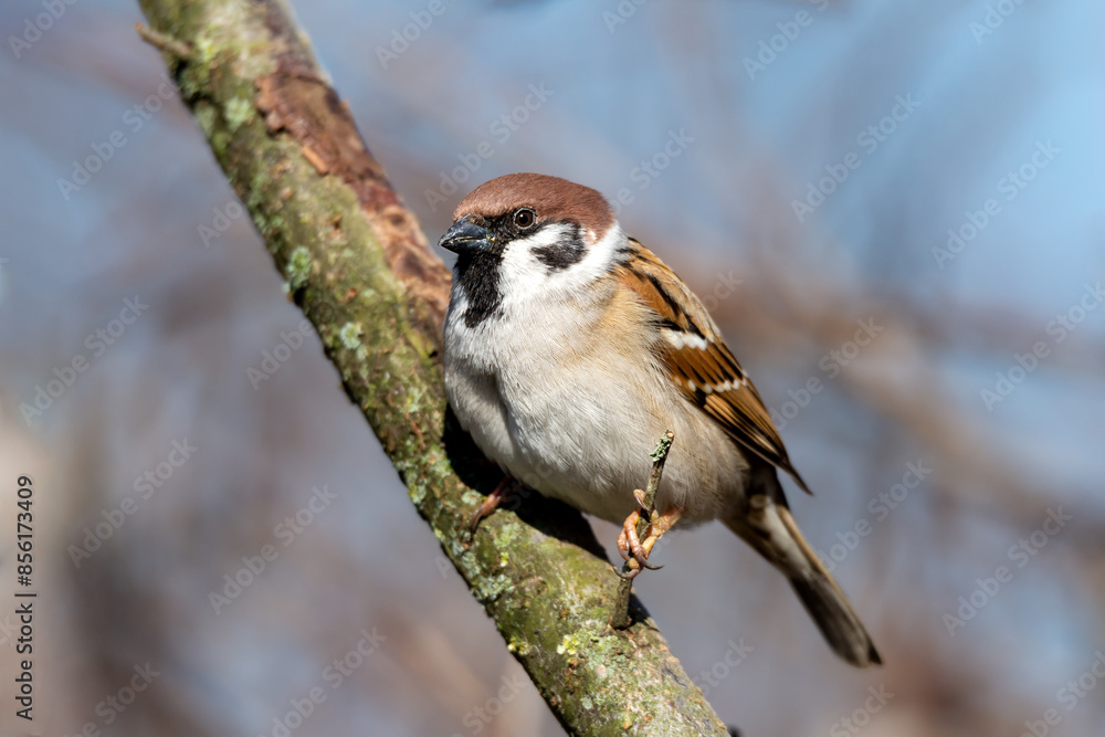 Naklejka premium Sparrow on a tree