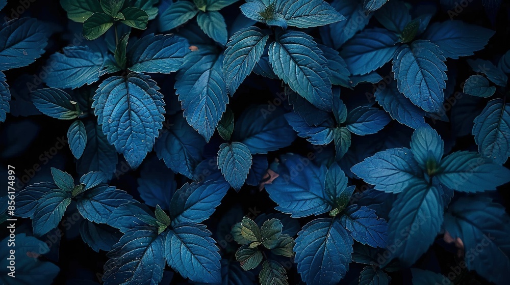 Fototapeta premium A cluster of blue foliage with green foliage above it forms a dark blue coloration, with the green foliage on the opposite side of the leaves