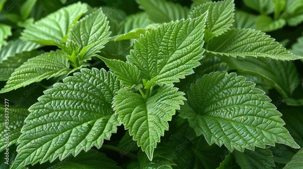 A close-up image of a lush green plant, showcasing its many vibrant leaves on top A close-up image of a lush green plant, showcasing its many vibrant leaves on top