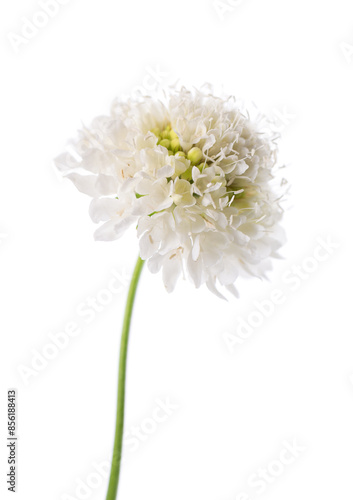 Scabious flower isolated on white background. Knautia arvensis. White flower of scabiosa. photo