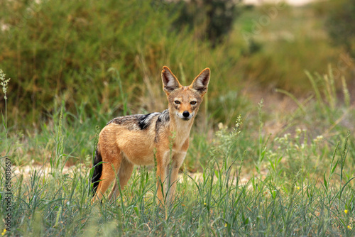 jakal Kgalagadi Transfrontier Park one of the great parks of South Africa wildlife and hospitality in the Kalahari desert