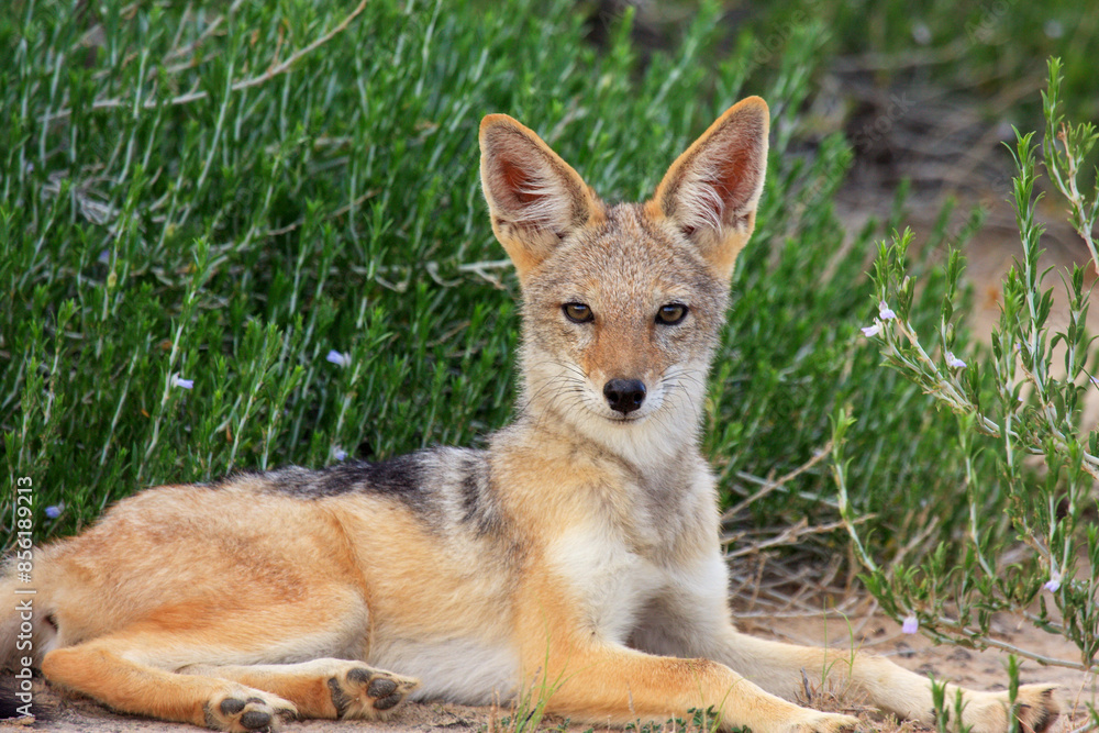 jakal kgalagadi Transfrontier Park one of the great parks of South Africa wildlife and hospitality in the Kalahari desert