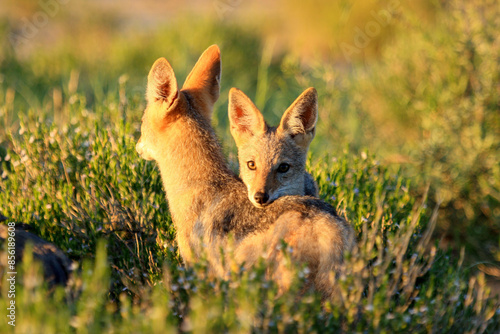 jakal Kgalagadi Transfrontier Park one of the great parks of South Africa wildlife and hospitality in the Kalahari desert photo