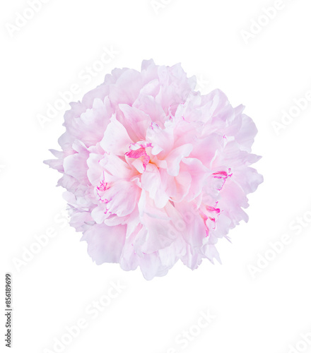 Light pink peony flower.