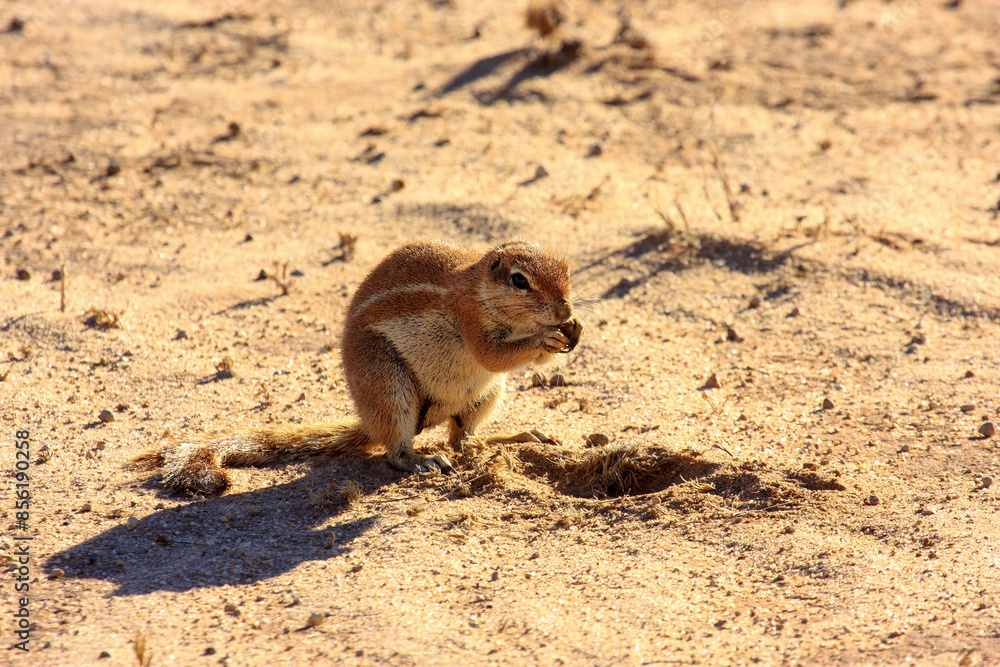 squirrel Kgalagadi Transfrontier Park one of the great parks of South Africa wildlife and hospitality in the Kalahari desert squirrel Kgalagadi Transfrontier Park one of the great parks of South Africa wildlife and hospitality in the Kalahari desert