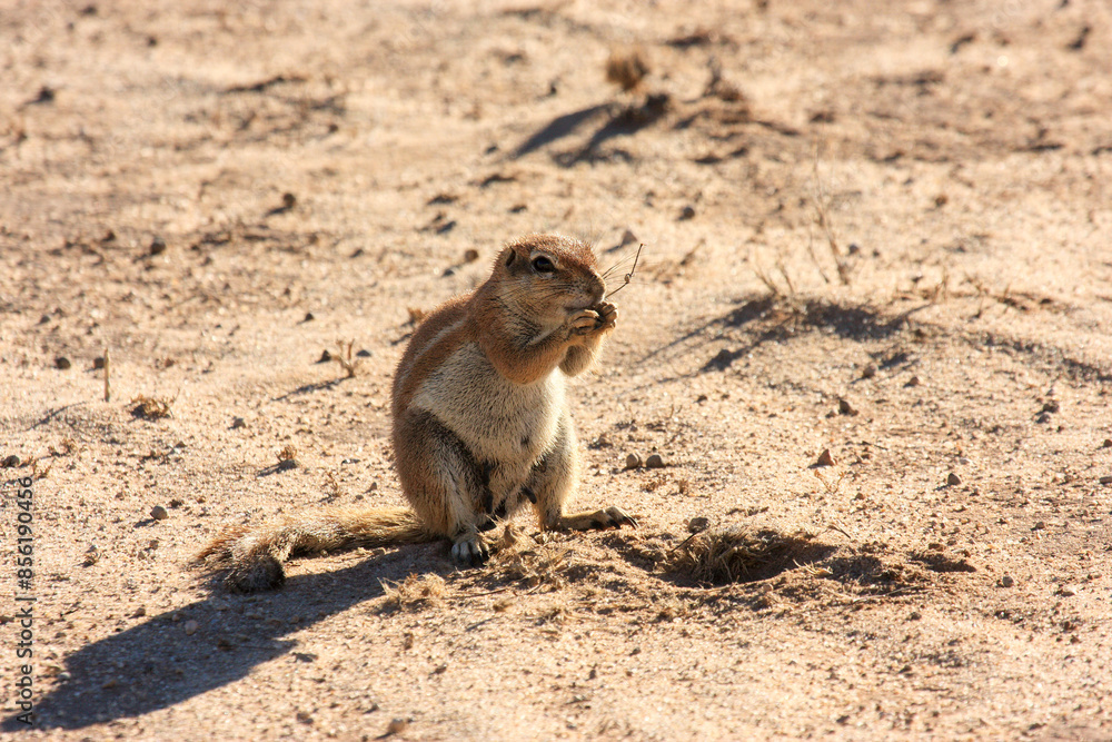 squirrel Kgalagadi Transfrontier Park one of the great parks of South Africa wildlife and hospitality in the Kalahari desert squirrel Kgalagadi Transfrontier Park one of the great parks of South Africa wildlife and hospitality in the Kalahari desert