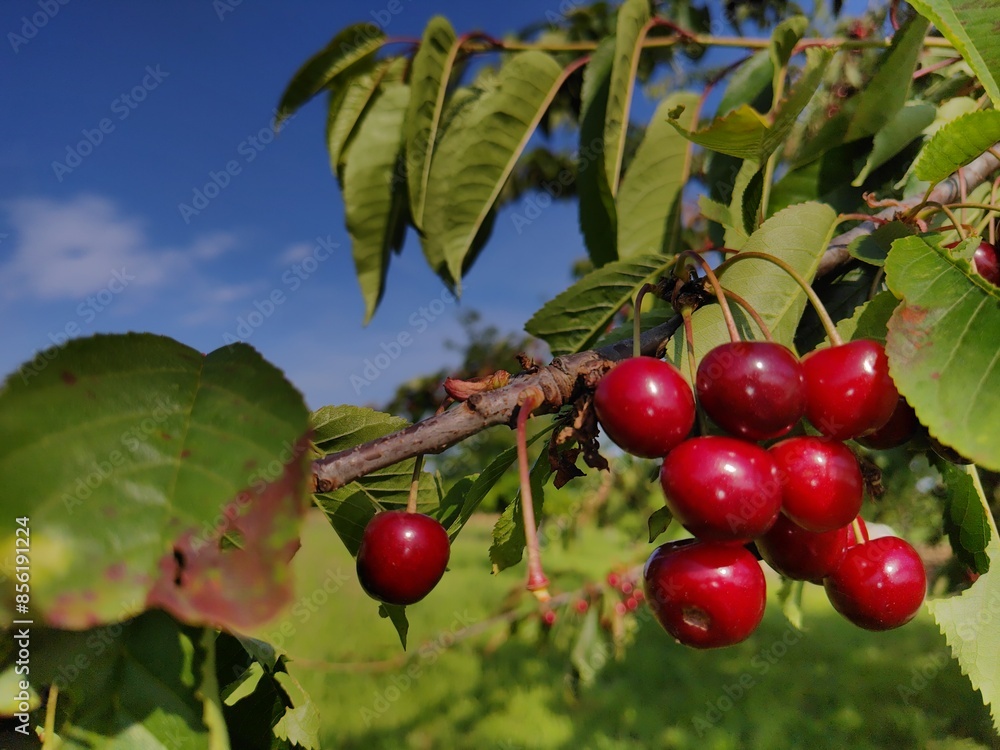 leckere reife rote Kirschen am Kirschbaum mit leicht im Wind wiegenden Blättern - Früchte, gesund, vitaminreich, Kirschernte, lecker, saftig, windig, Sommer, Garten, Nahaufnahme
leckere reife rote Kirschen am Kirschbaum mit leicht im Wind wiegenden Blättern - Früchte, gesund, vitaminreich, Kirschernte, lecker, saftig, windig, Sommer, Garten, Nahaufnahme