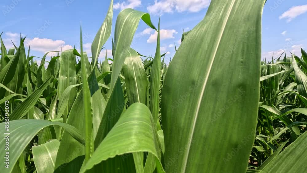 Deep within rows of healthy Green Corn Crops within an Agricultural Field. Plants are lush and green waving in the wind, set against a cloudy blue sky. Slow motion views. Deep within rows of healthy Green Corn Crops within an Agricultural Field. Plants are lush and green waving in the wind, set against a cloudy blue sky. Slow motion views.