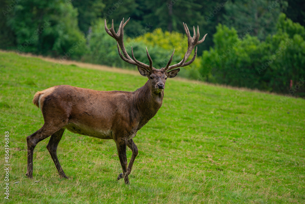 Deer with antlers in a meadow Deer with antlers in a meadow