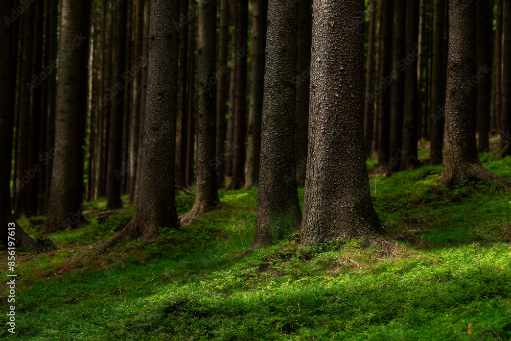 Obraz premium Spruce forest