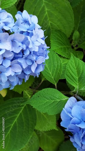縦動画 青い紫陽花 右からパン撮影
