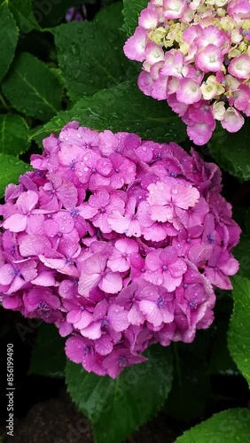 縦動画 雨に濡れる紫陽花 ピンク