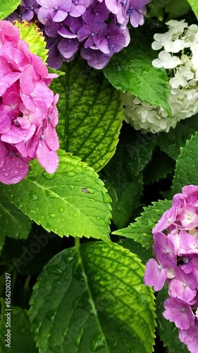 縦動画 雨に濡れる紫陽花 ピンク 右からパン撮影