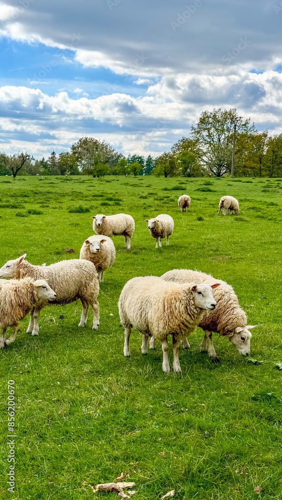 Obraz premium A flock of sheep in a meadow on lush farmland. sheep eating grass on a field.