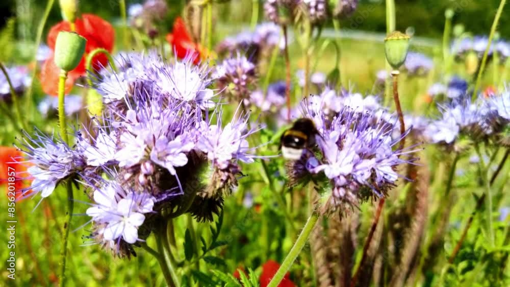 fleissige Hummel sammelt Nektar an violetten Blüten, Insekt, Bienen, Distel, Bestäubung, fliegen, Honig, Makro, Zeitlupe, Nahaufnahme
