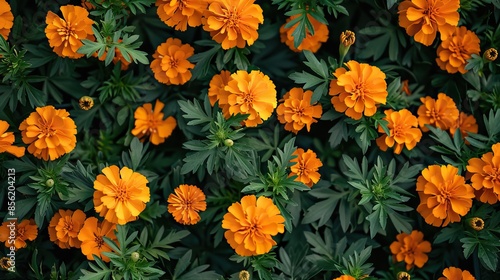 Vibrant Marigold Flowers in Full Bloom Creating a Lush Garden Display © Nick Alias