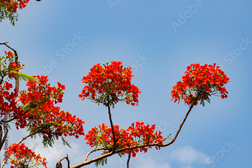 Flower, Krishnochura, Royal Poinciana, Flamboyant, Flower red, BD Flower, Bangladeshi Flower, Indian flower photo